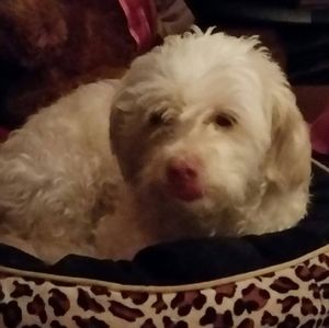 Meet your Posher, Maxine